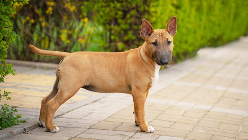 Bull terrier cheap cano curto